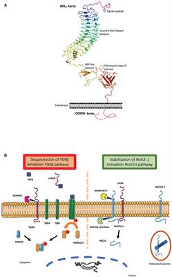 From Vascular Smooth Muscle Cells to Folliculogenesis: What About Vasorin?